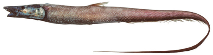 Aldrovandia phalacra_06.jpg